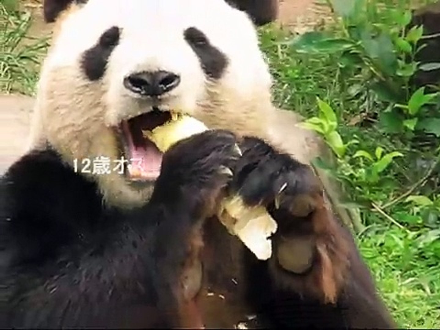 タケノコを食べる神戸パンダ Giant Panda Eating Bamboo Shoot Video Dailymotion