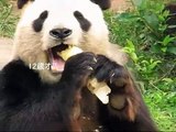 タケノコを食べる神戸パンダ　Giant Panda Eating Bamboo Shoot