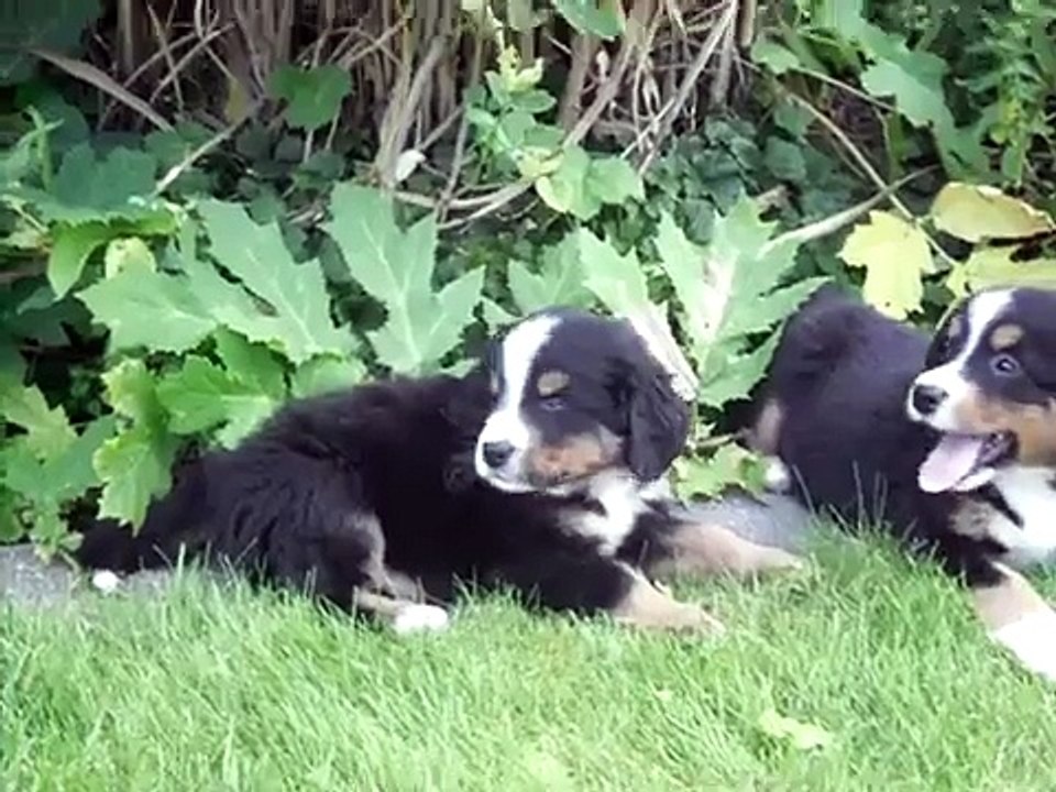 berner sennen pups video.AVI