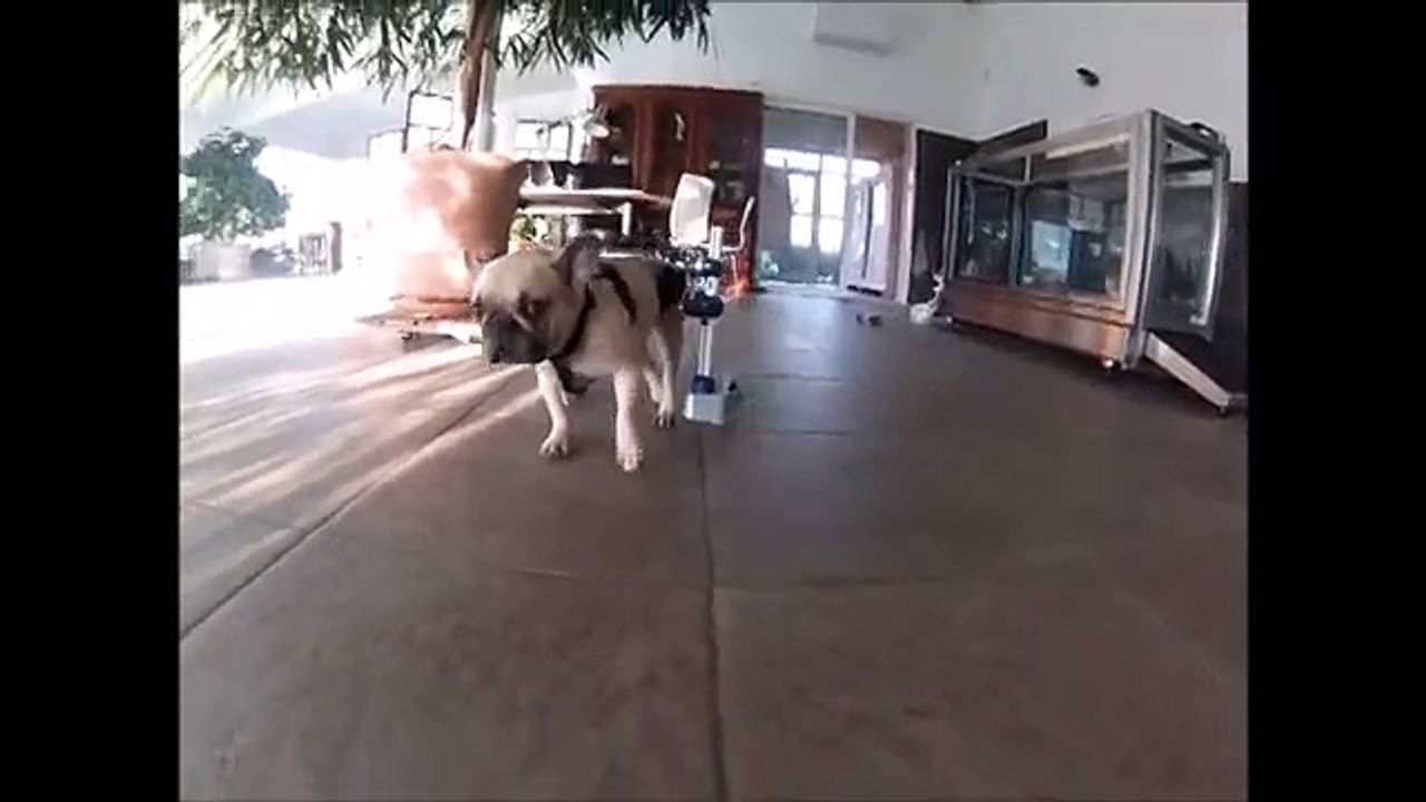 REEDUCATION FONCTIONNELLE SUITE OPERATION HERNIE DISCALE CHIEN