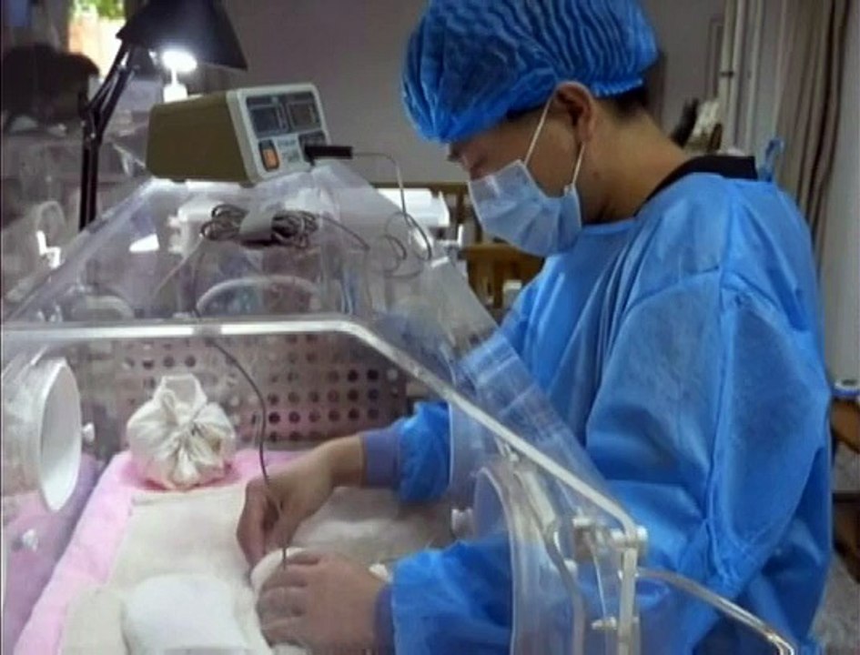 Deux portées de pandas jumeaux voient le jour en Chine