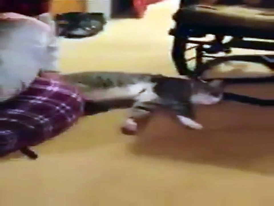 Ever Try to Put a Leash on a Cat