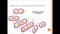 Importância e reprodução das bactérias