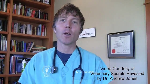 Kennel Cough Symptoms & Home Remedies