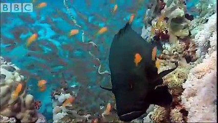 Coral reef fish danger - Blue Planet  Environment-copypasteads.com