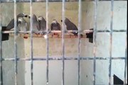 African Grey Parrot's in (Preethi Farms)