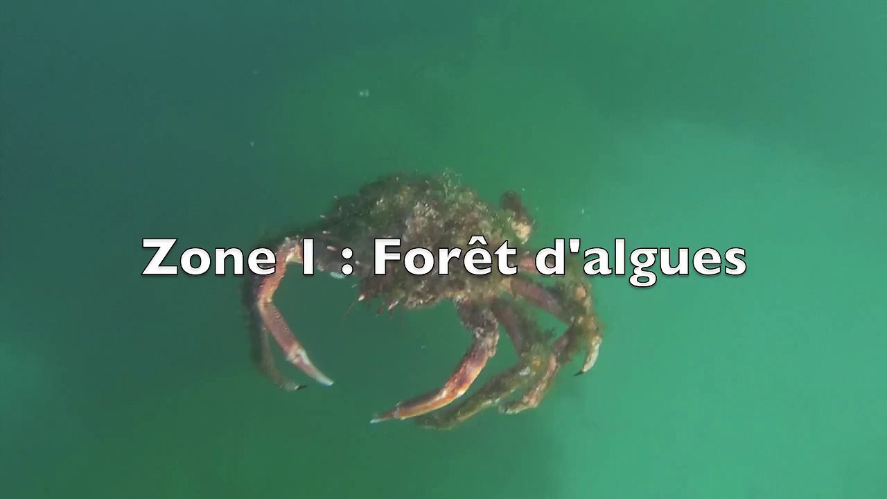 Plongée Lomener, vieilles, araignée, blennies, bar, mulets, lieu, pouce pieds,