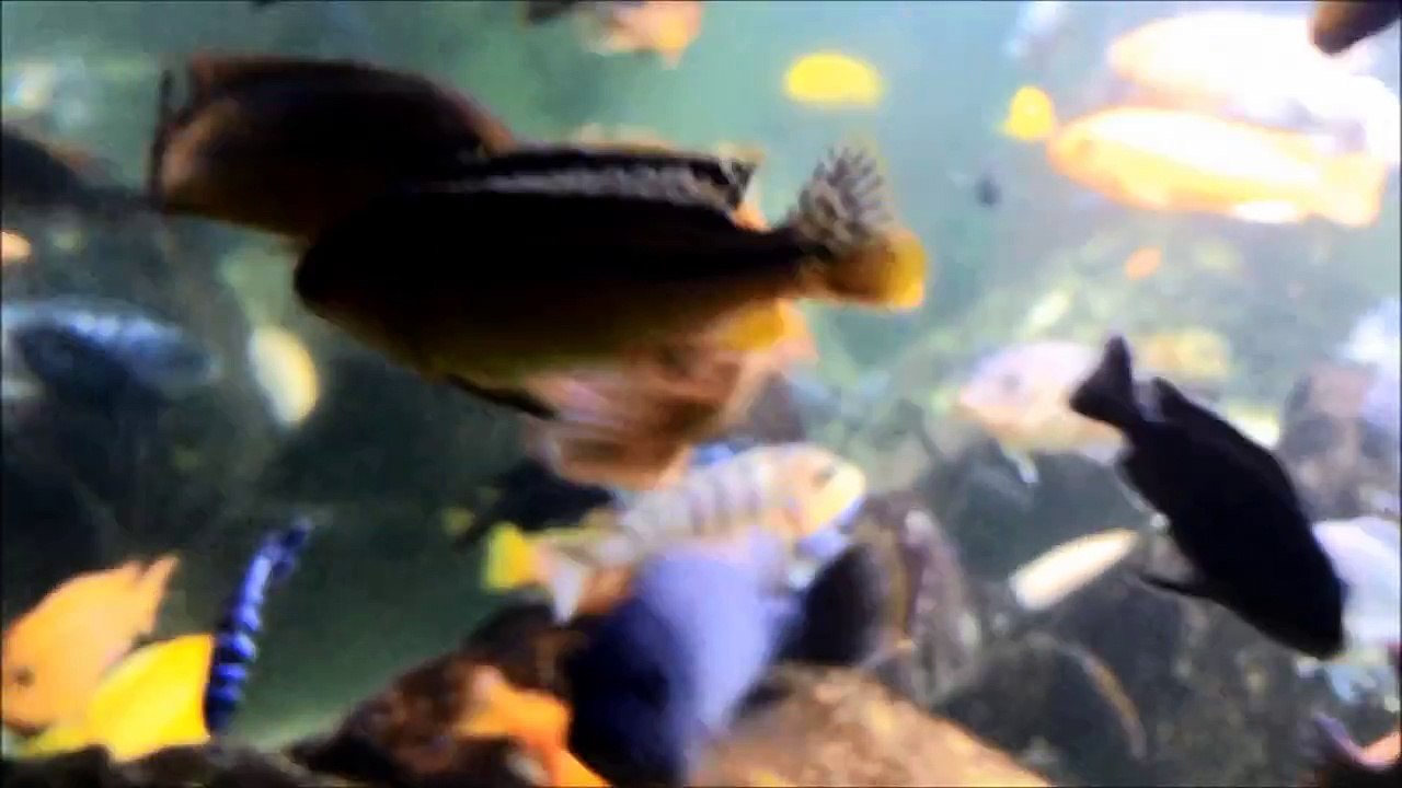 Pseudotropheus sp. "Williamsi North"  fights