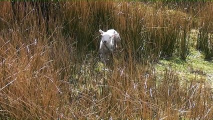 Bleating Lamb