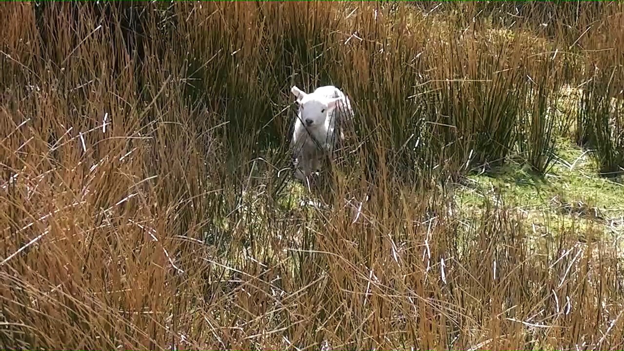 Bleating Lamb