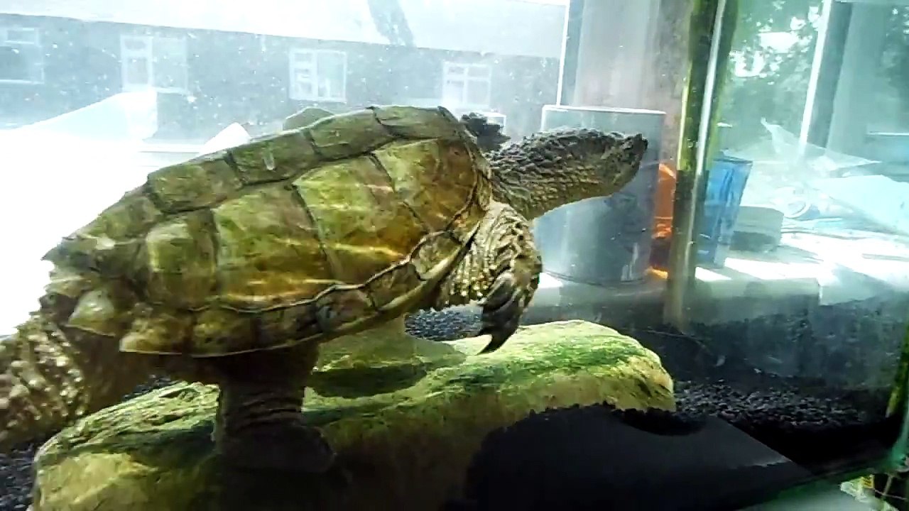 Snapping Turtle update