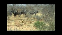 Lions hunting buffalo at Pondoro Game Lodge in Kruger Park