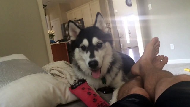 Husky puppy playfully taunts owner with toy