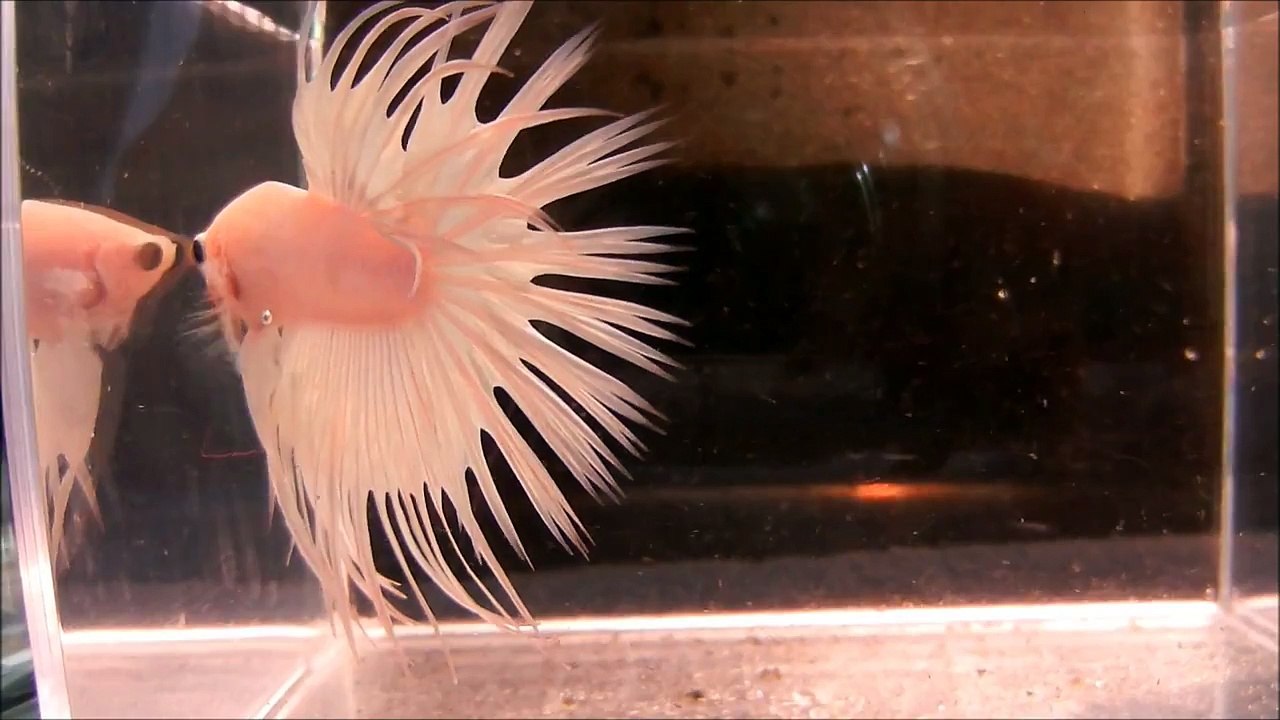 White Dragon Crowntail Doublerays (811)