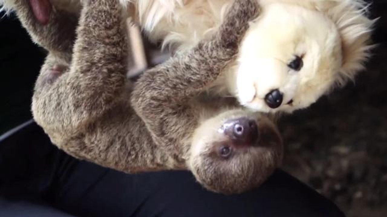Zookeepers use stuffed animal to raise adorable baby sloth