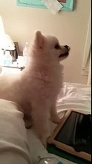 Mira la curiosa forma de estornudar de este perro