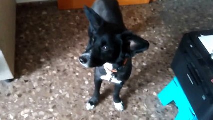 Dog closes door after being asked by owner