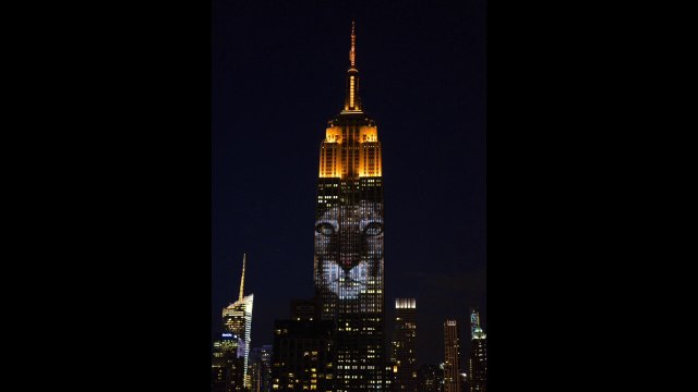 L’Empire State Building rend hommage aux animaux en voie d’extinction