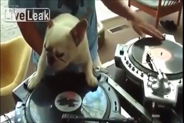 大爆笑！おもしろハプニング動物ムービー集！笑えて癒されます