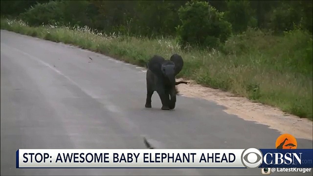 Un élephanteau trop mignon chasse les oiseaux et stop un safari