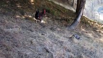 baby Speckled Sussex rooster eats a drown bird