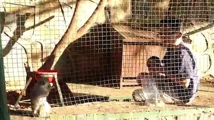 Ruwayha Eco Village Mini-Zoo [Lebanon] Monkeys Chico & Chita