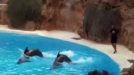fish dancing