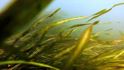 Under Water Secrets - Lachine Rapids - River Rats GoPro