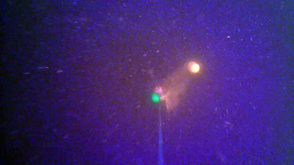 Peche au Silure au Carassin Water Wolf HD Underwater Camera - Meuse Belgique 02.08.2015