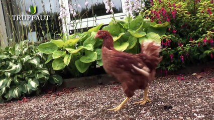Comment bien élever des poules ? - Jardinerie Truffaut TV
