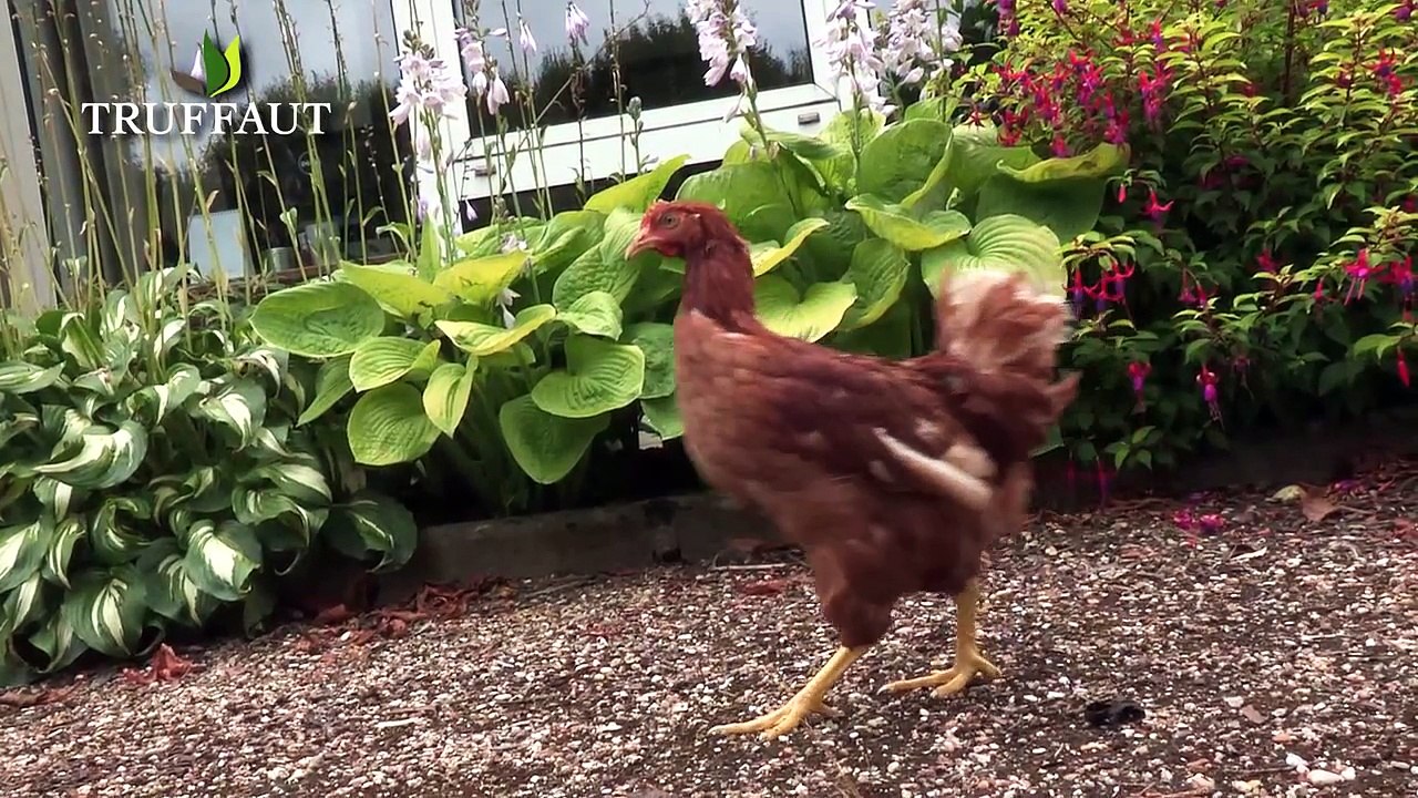 Comment bien élever des poules ? - Jardinerie Truffaut TV
