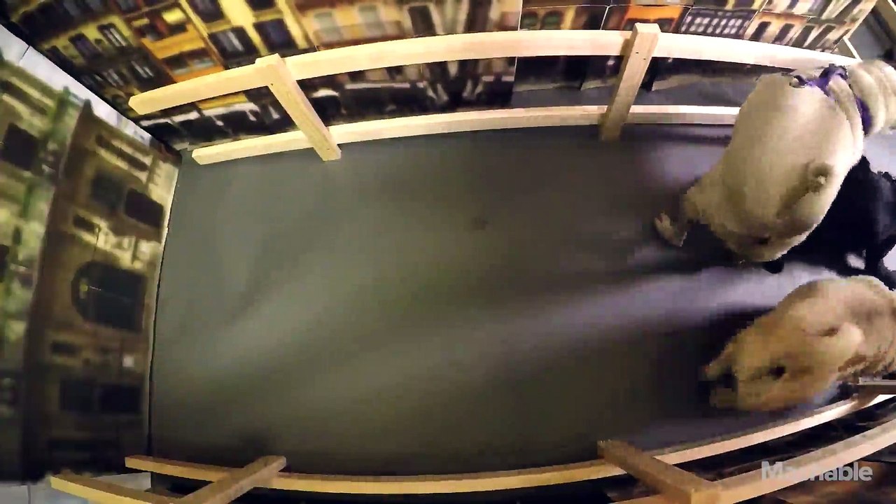 The Running of the Bulls is way better with pugs