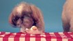 Dogs eating ice cream for 2 delightful minutes