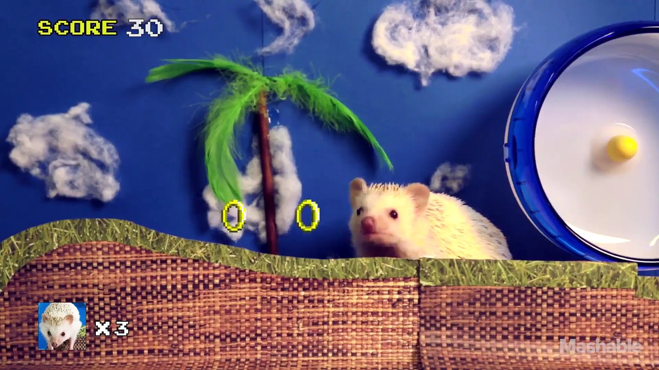 Sonic the Hedgehog IRL