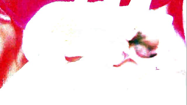 7 Adorable Puppy Facts