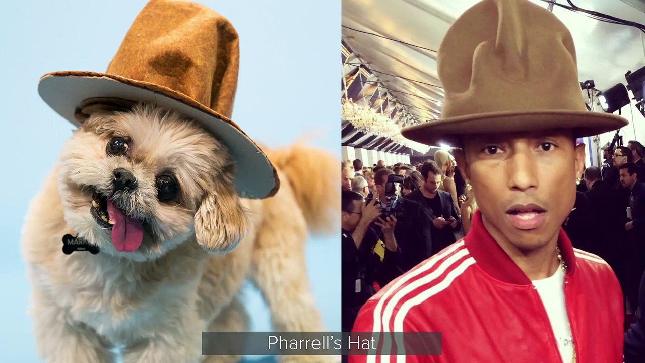 Marnie the Dog Recreates 2014's Top Viral Moments
