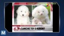 Multiple People Mistake Steroid-Filled Ferrets for Prized Poodles