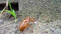 A Cicada Nymph Struggles. セミの幼虫がんばる。