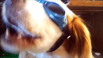 Akis' Unboxing / Review of Doggles Sunglasses
