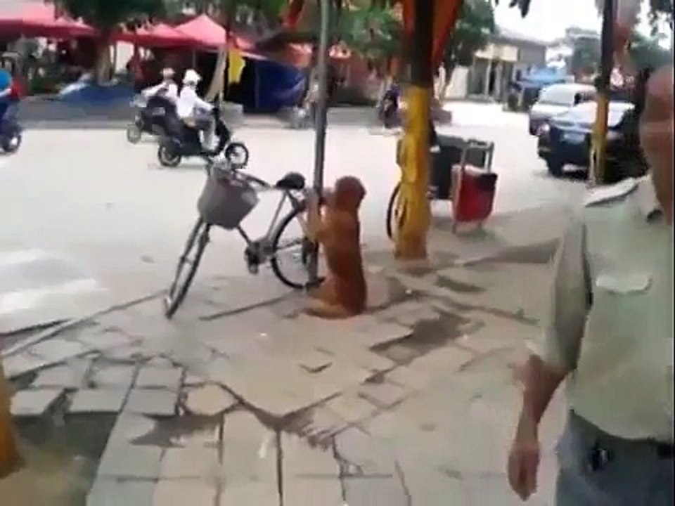 This Dog Guards Owner’s Bike