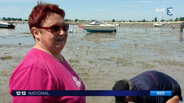 Morbihan : les grandes marées du mois d'août font le bonheur des pêcheurs à pied