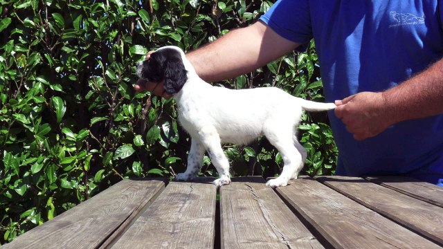 Les Chiots d'EPO du Gourg d'Enfer et de Guess des Collines de l'Izars