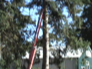 Professional tree cut goes horribly wrong