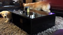 Golden retriever puppy outsmarts his older brother!