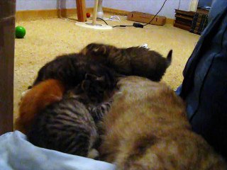 Chaton numéro 4 éternue.