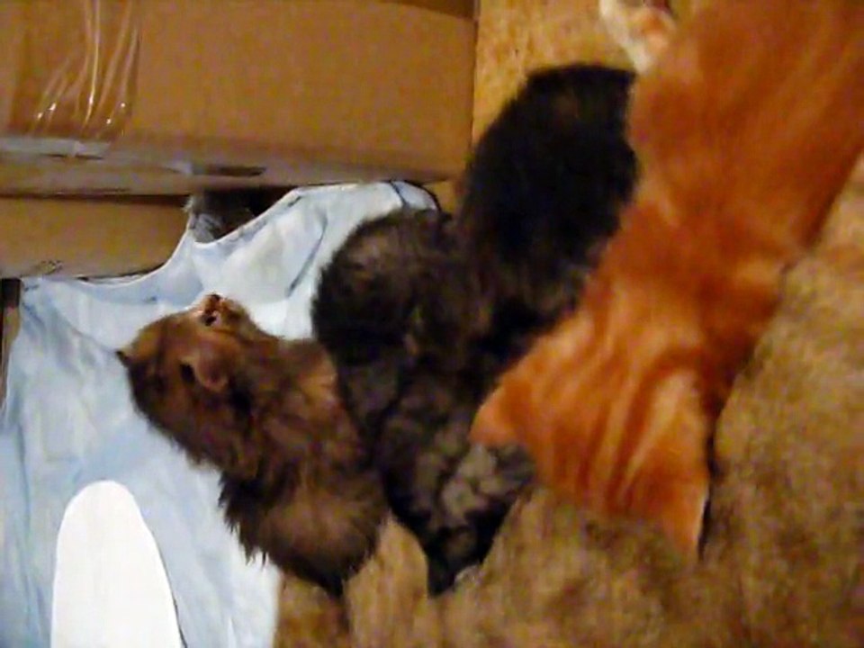 3e semaine : Chaton numéro 4