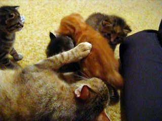 3e semaine  : les chatons jouent dans leur salle.