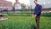 Deadheading tulips after flowering