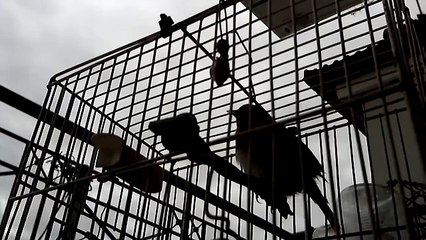 ΚΑΡΔΕΡΙΝΕΣ ΚΩΣΤΑΣ ΚΟΖΑΝΗ