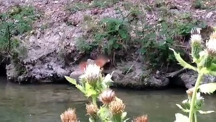 SPhinx Colibri